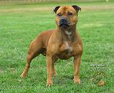 Staffordshire Bull Terrier 9R024D-006